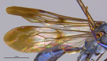 Media type: image;   Entomology 22689 Aspect: Wing front